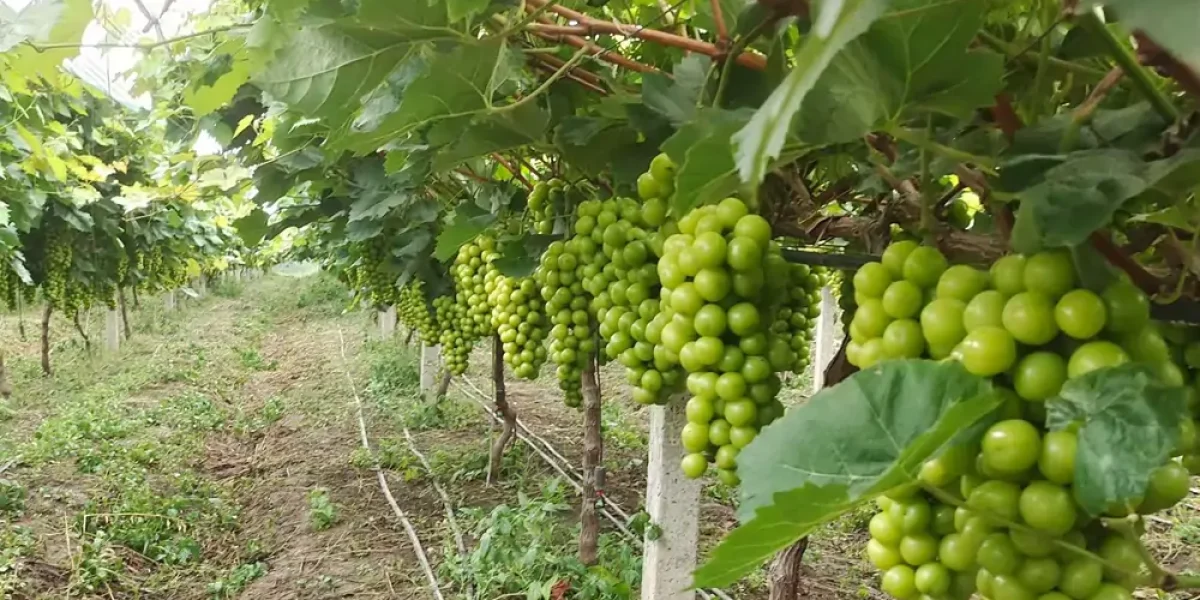 shine muscat green grapes