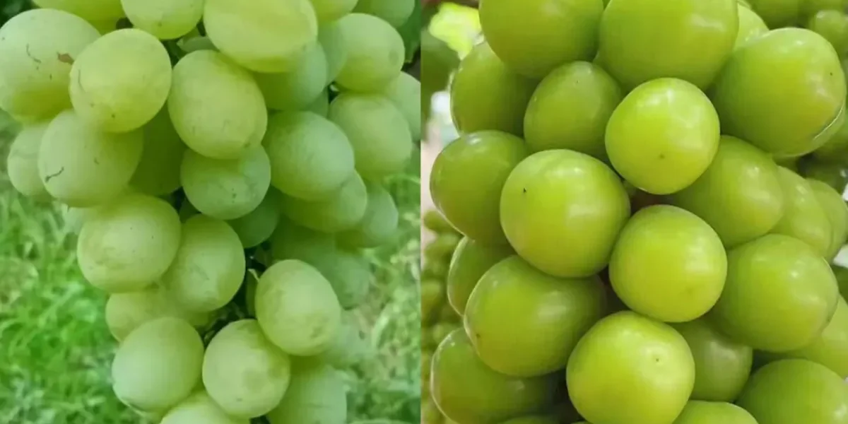 shine muscat vs green grapes